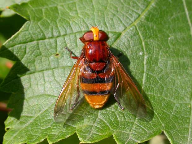 Bijzondere landgenootjes