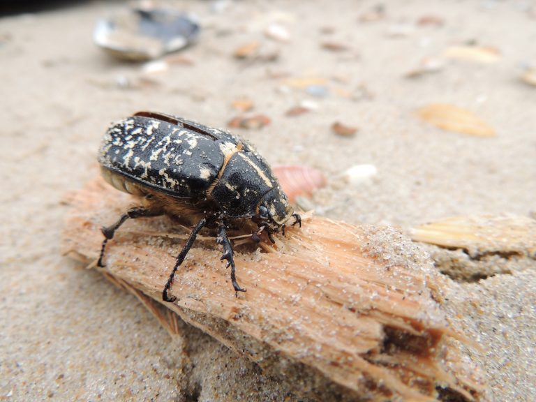 Wat een vraag: welke kever liep hier in de duinen?