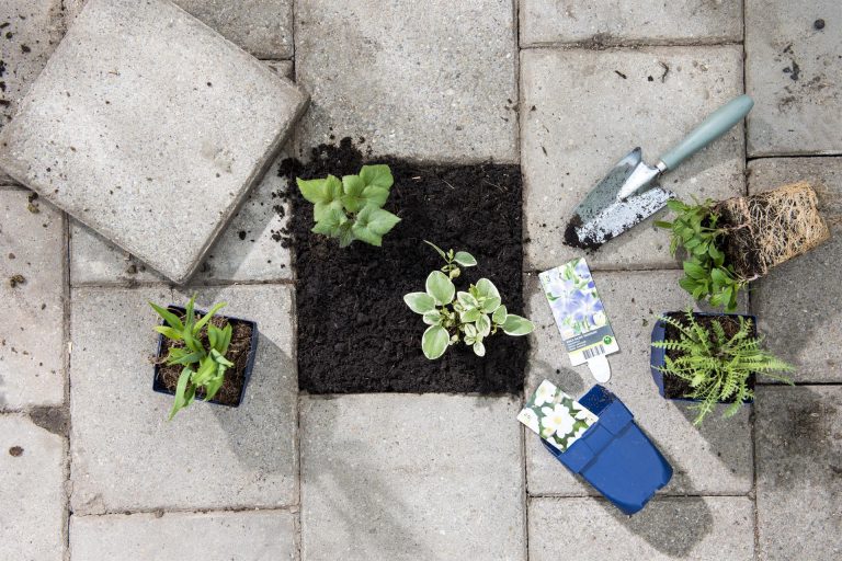 Doe mee met de actie ‘ Tegel eruit, plant erin ‘
