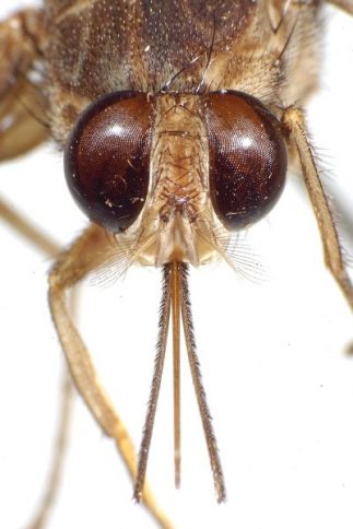 Tsetse_head-proboscis