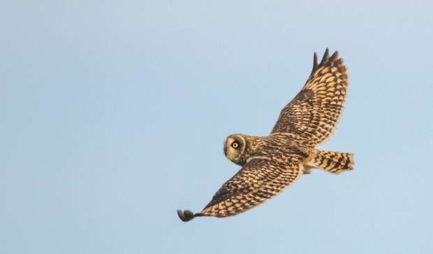 Roots vogelweekend op Texel