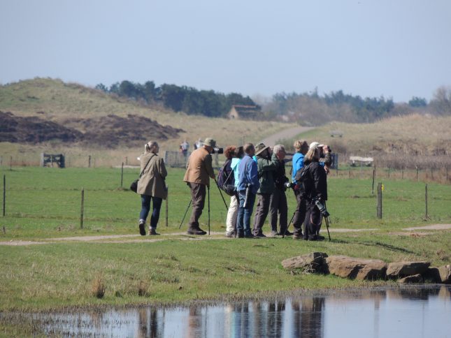 Laatste kans: Roots vogelsafari op Texel
