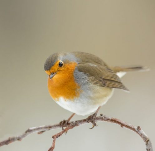 Foto's van de Week