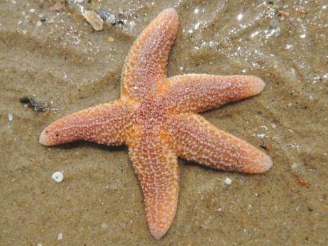 Vijf weetjes over de zeester