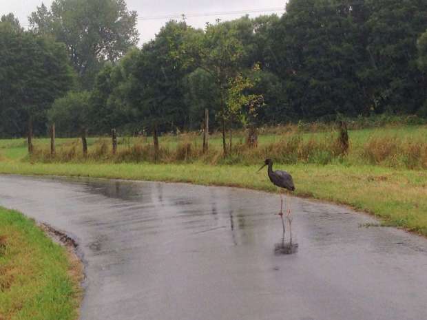 Zwarte ooievaars op trek