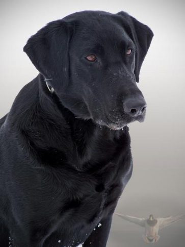 black-dog-408x544