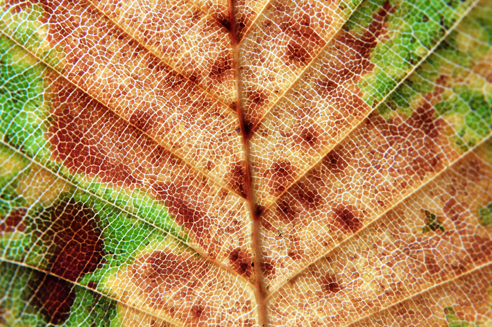 Het chlorofyl zelf bevindt zich in losjes opeengepakte cellen in de middelste bladlagen, in een sponsachtige architectuur, zodat de lucht vrij kan circuleren. De lucht komt het blad binnen via de huidmondjes aan de onderkant van het blad, beter bekend als stomata.