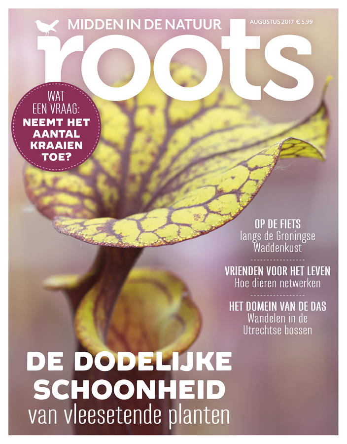 Roots 8 – augustus 2017