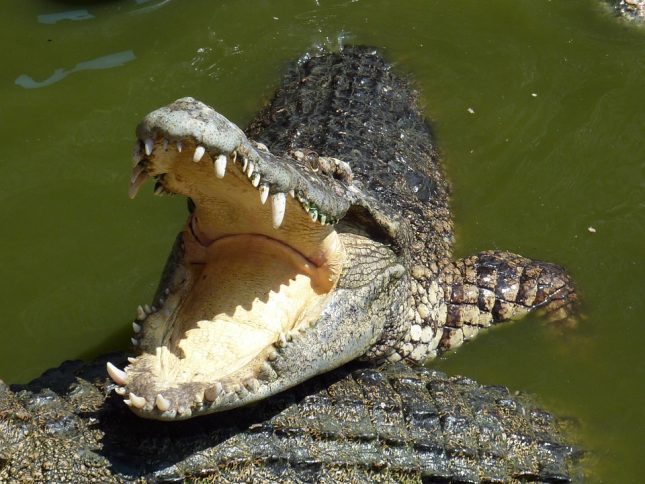 crocodile-225615_960_720