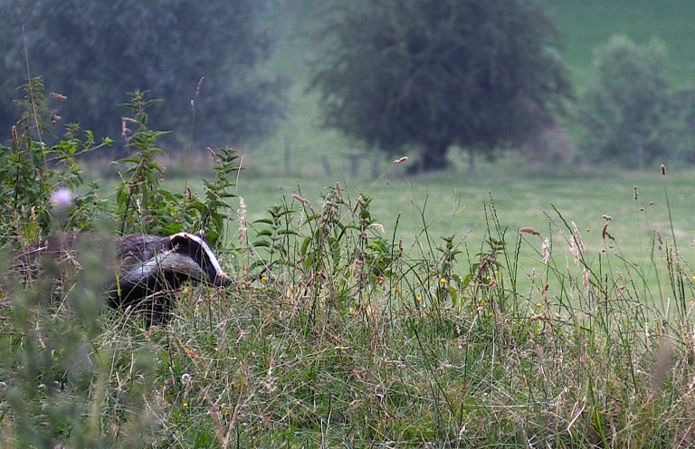 Nieuwe blogger bij Roots Natuurbloggers