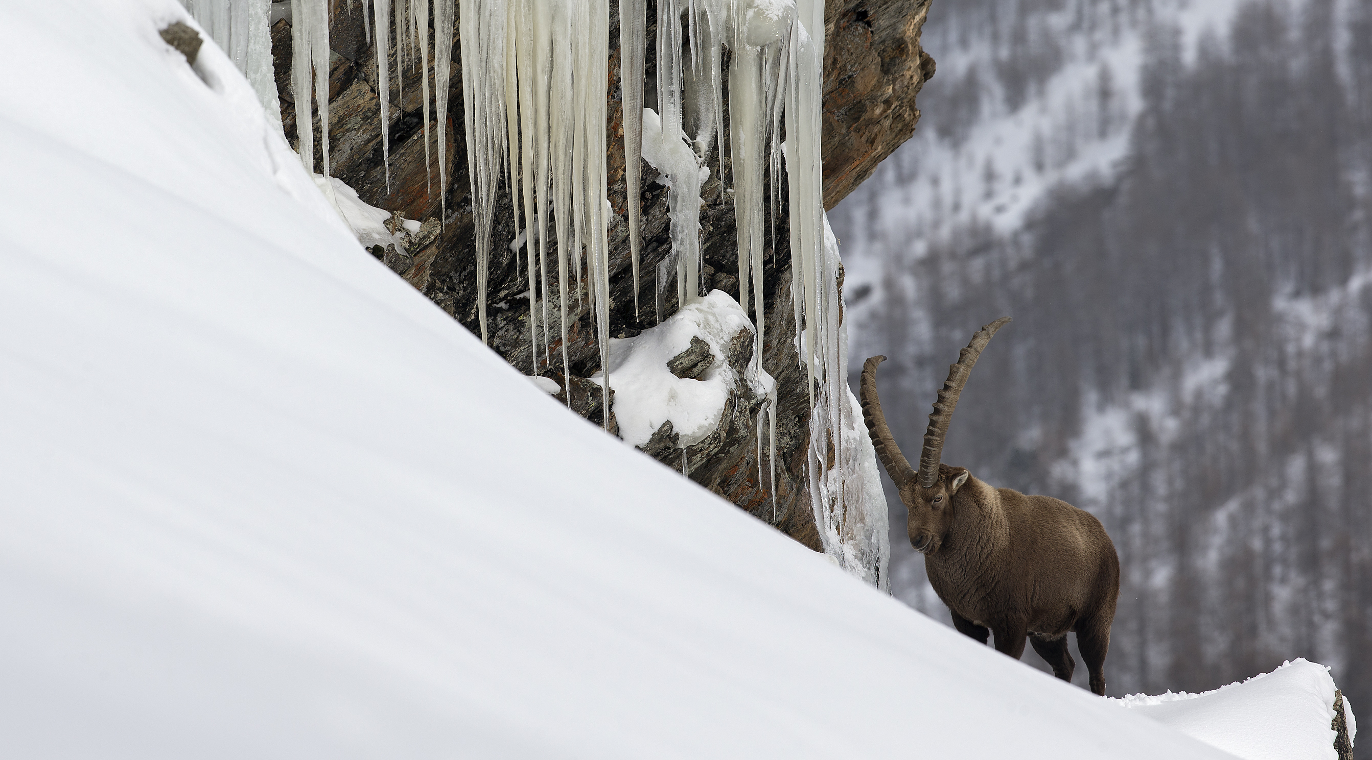 Ibex in his mountain kingdom