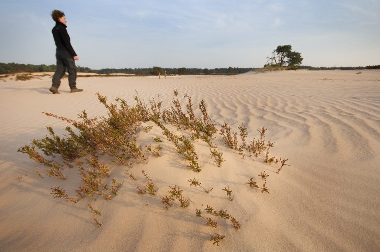 Dit zijn de 10 mooiste zandverstuivingen in Nederland