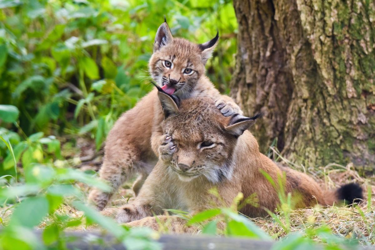 lynx