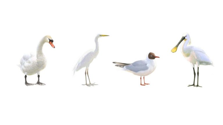 Beginnende vogelaar? Check dan deze handige vogelgids