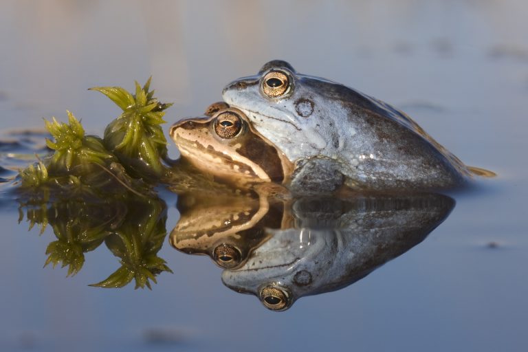 Wat te fotograferen in maart?