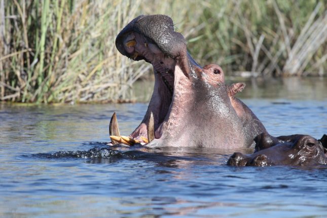 hippo-895963_960_720