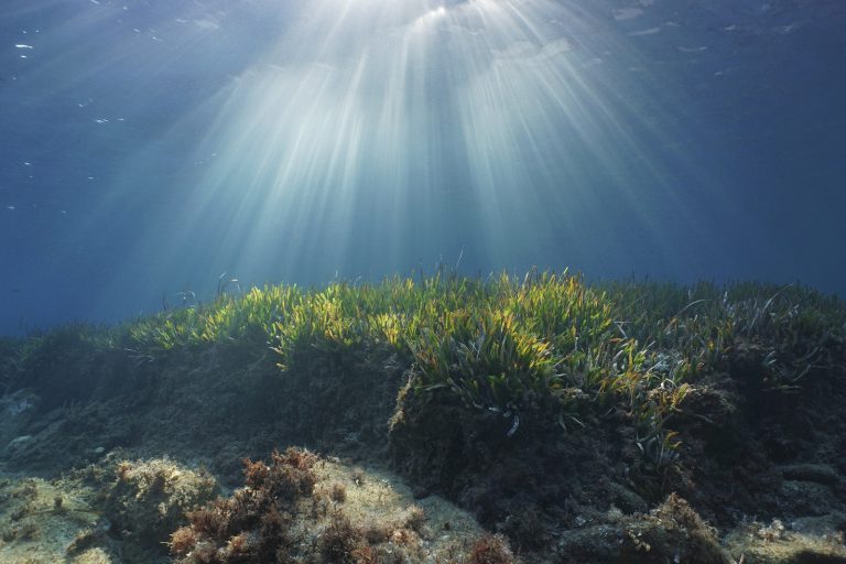 Zeeën & oceanen vormen de longen van de aarde