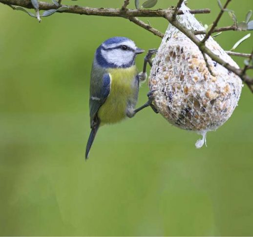 Verantwoorde vette bek voor vogels