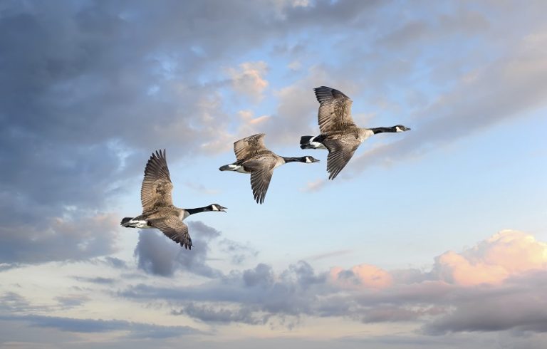 Dit zijn in Nederland de 5 hotspots van de Canadese gans
