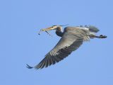blauwe reiger