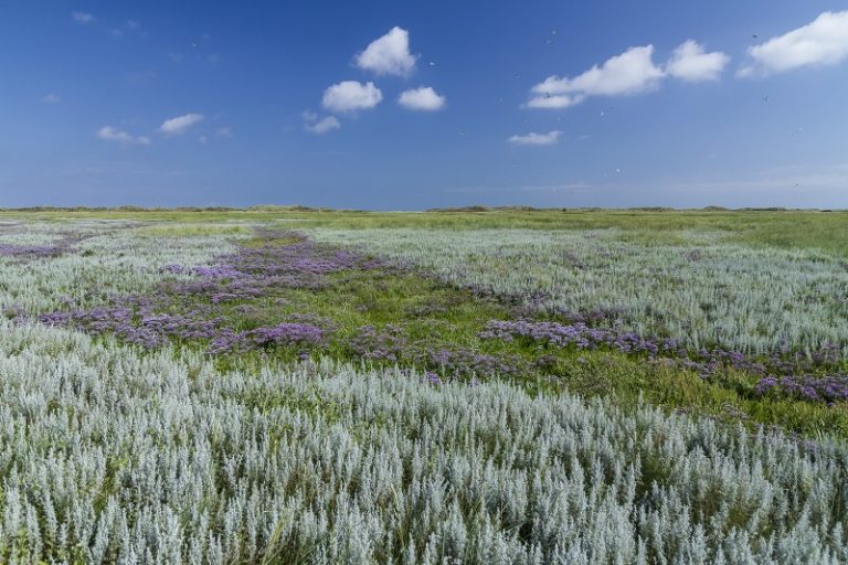 Nooit meer iets missen met de nieuwe natuurgids Wadden