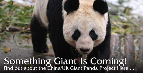 Een echte panda zien!