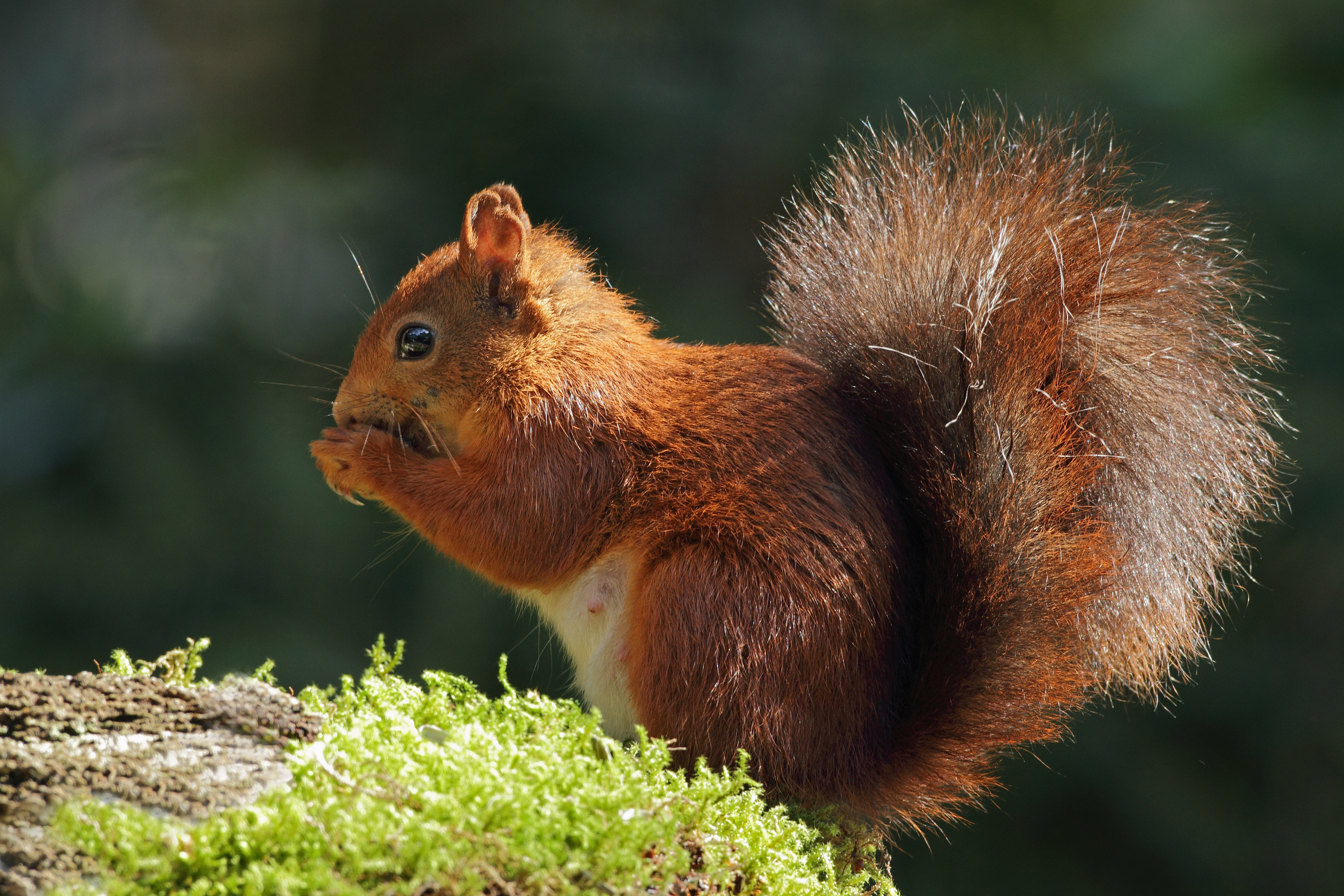 Eekhoorn eet wat uit zijn knuistjes