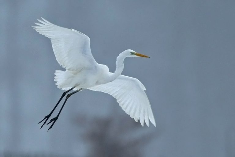 Spannend beeld een grote zilverreiger in de elzenboom