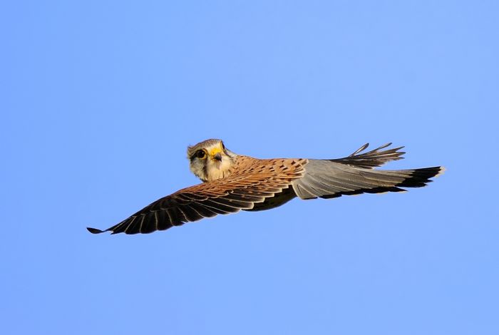 Digiscoping wedstrijd