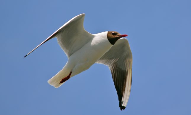 Kokmeeuwen