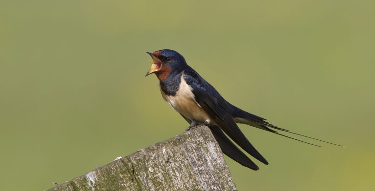 Maakt één zwaluw inderdaad geen zomer? rootsmagazine.nl
