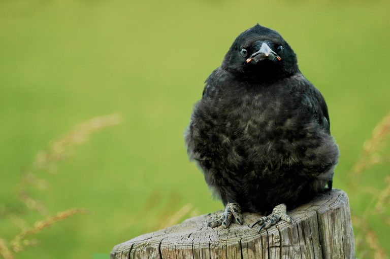 Neemt het aantal kraaien toe?