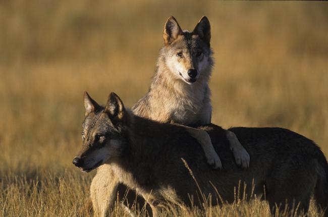 Wolvenkaart: waar zitten de wolven precies in en rondom Nederland?