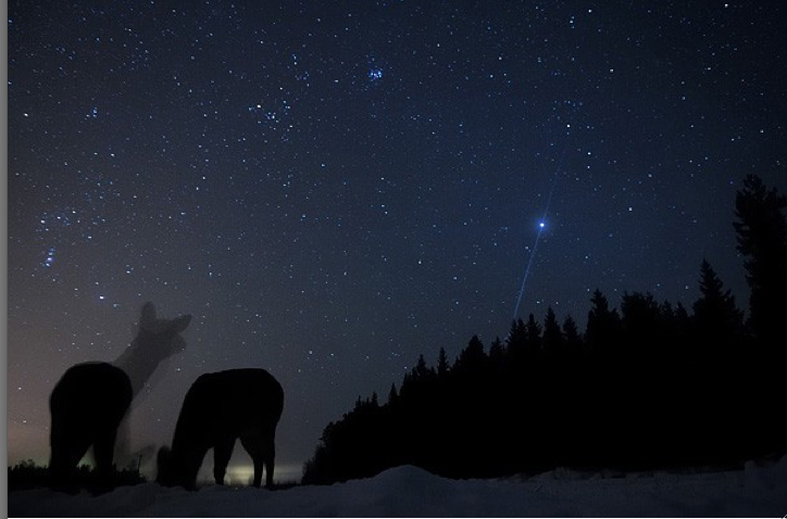 De European Wildlife Photographer 2012