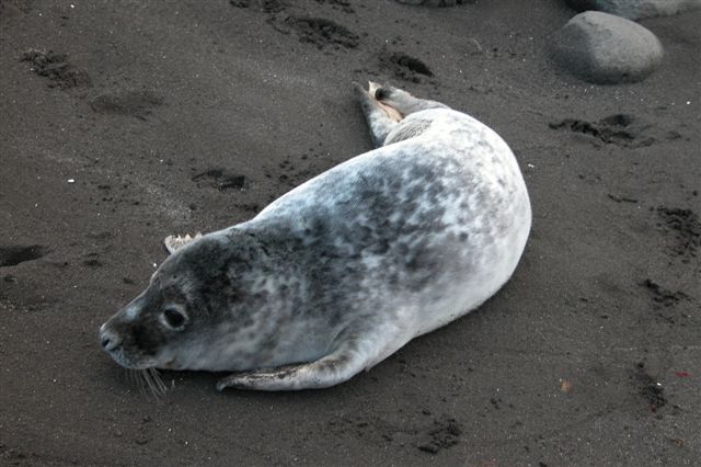 Recordaantal grijze zeehonden