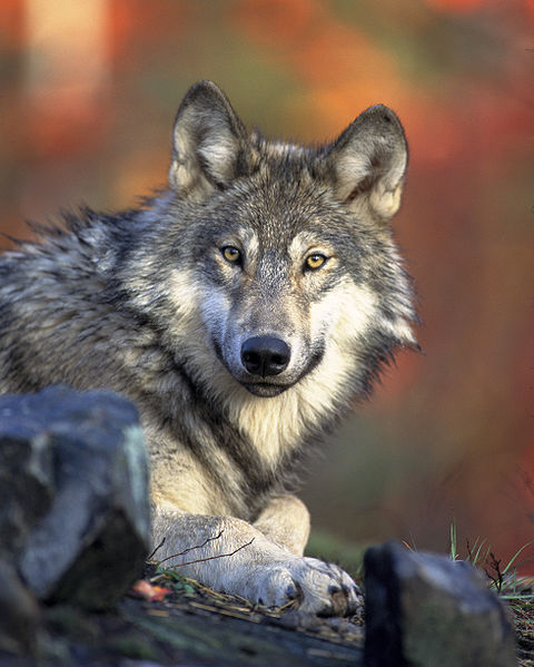 Wat eet een wolf eigenlijk?
