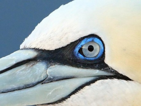 Roots vogelkijkreis naar Helgoland