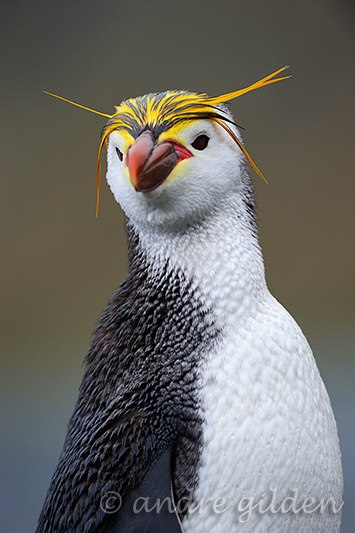 Wereldpinguindag