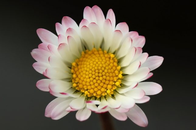 Eindejaars Plantenjacht