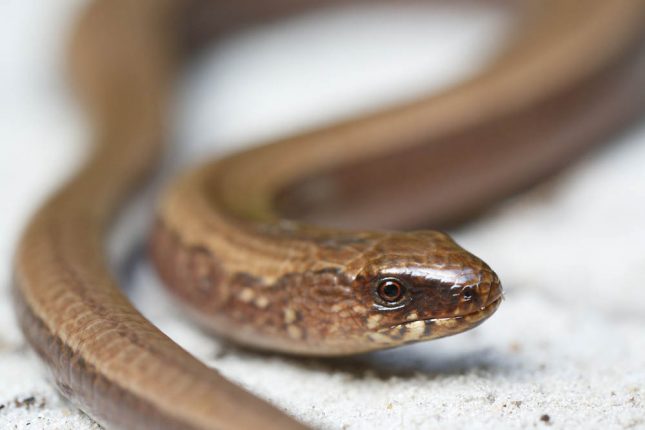 NKooyman_6374_hazelworm
