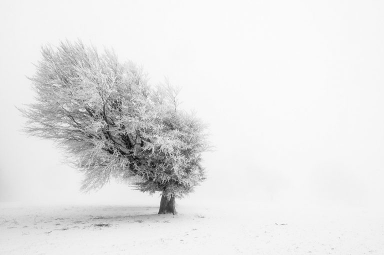 De winnaars van de Roots Foto van de Maand december wedstrijd zijn bekend!