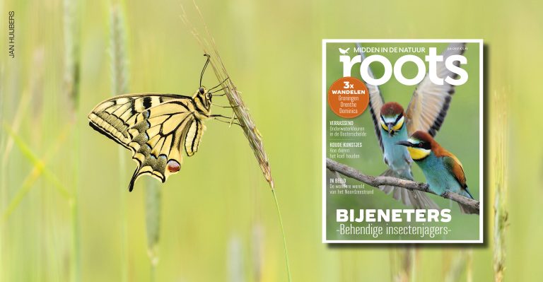 De Roots van juli is uit!