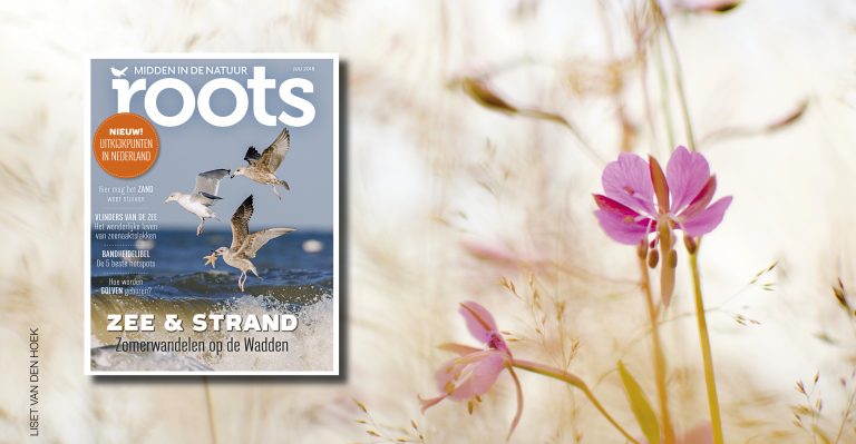 De Roots van juli 2018 is uit!