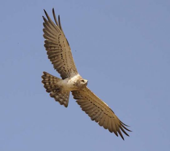 Slangenarend boven de hei