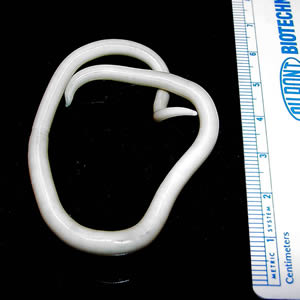 spoelworm