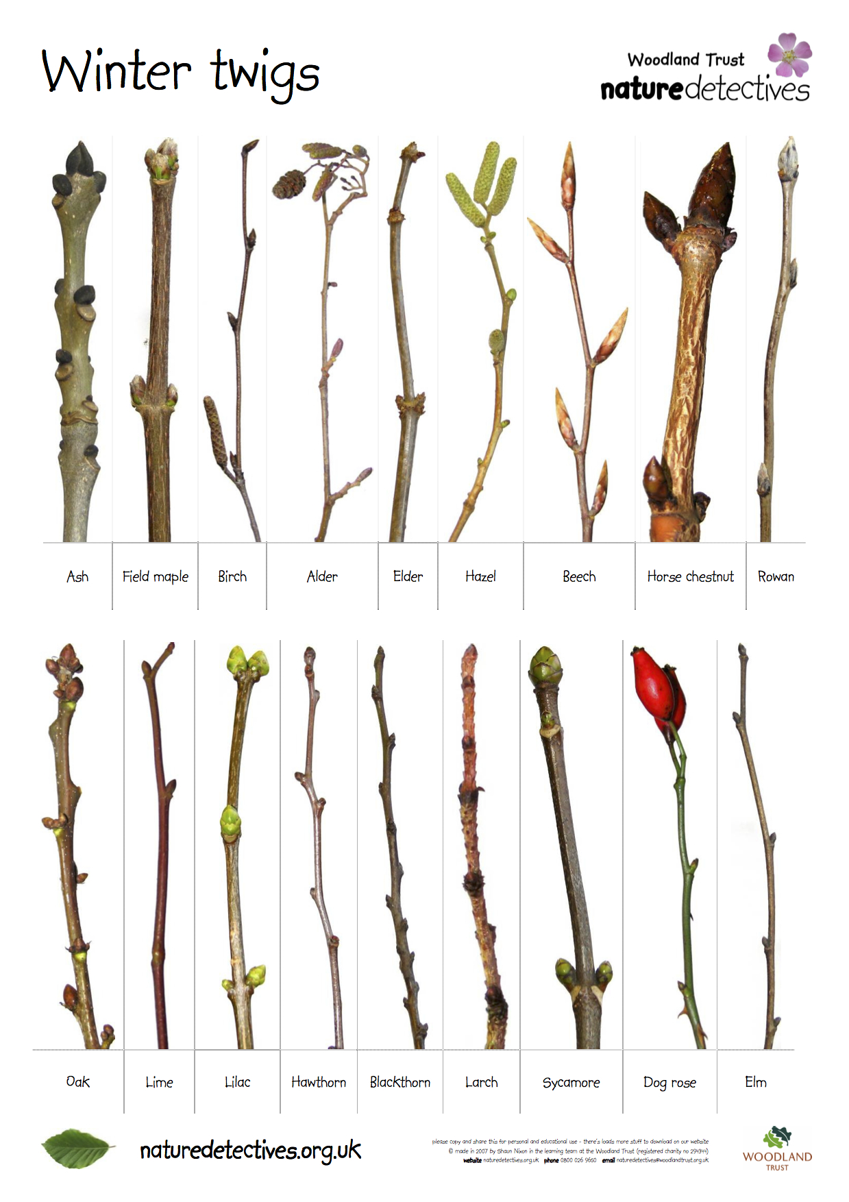 twigs