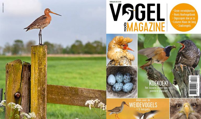Roots Vogelmagazine 2 in de winkel