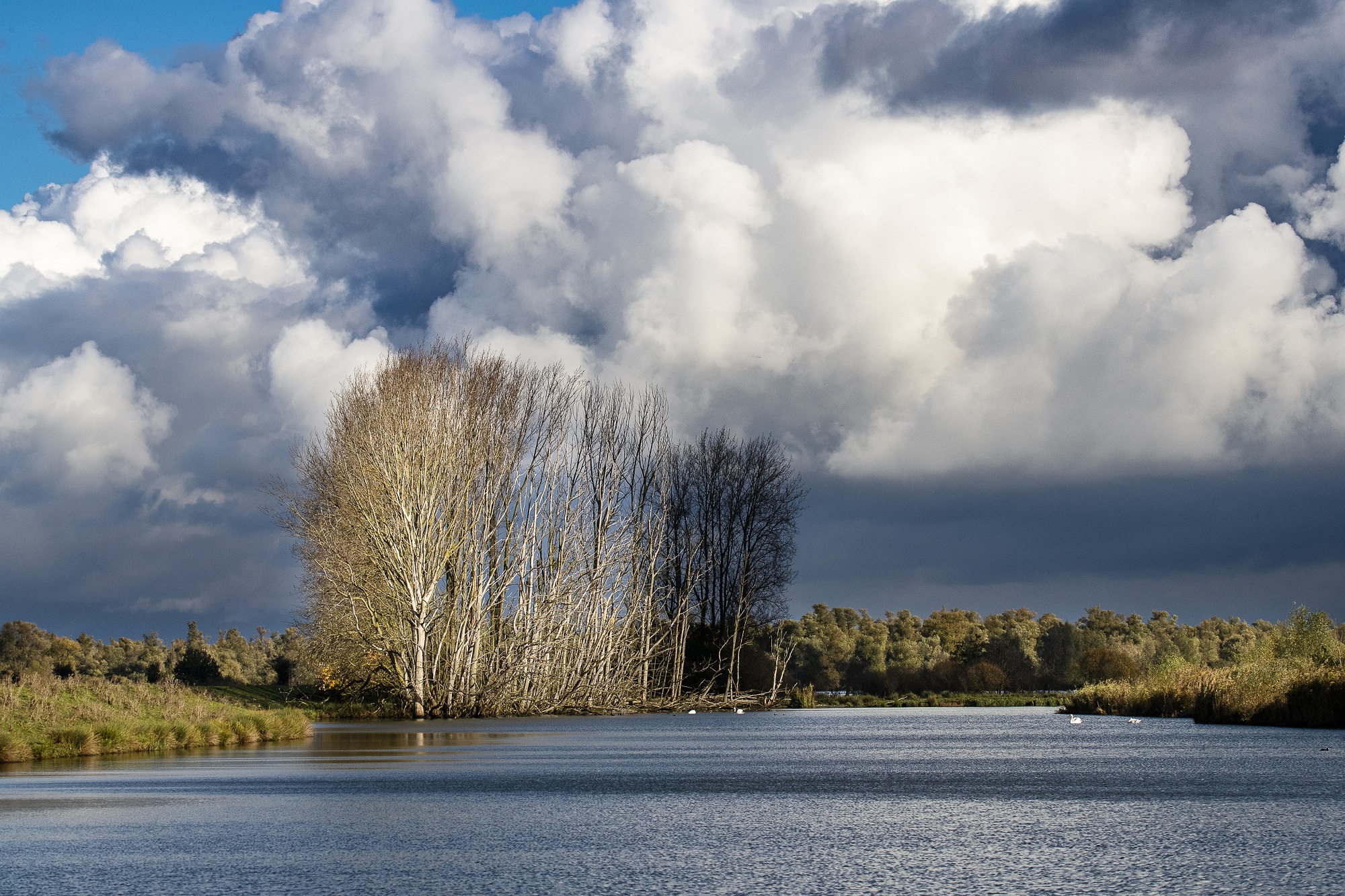 Nieuwe wandelroute Biesbosch: land van water en wilgen - Roots magazine