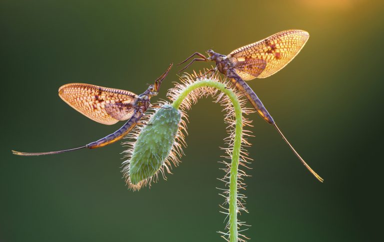 Winnaars IGPOTY: De kracht van het kleine