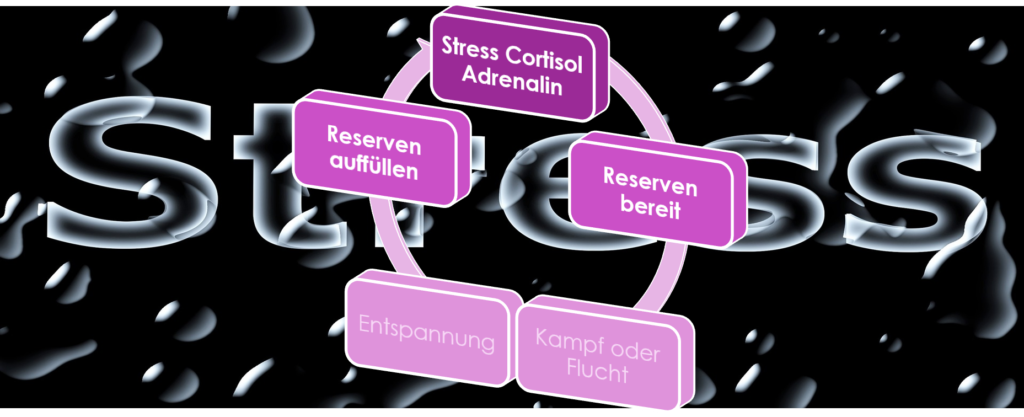 Die Stress Hormone